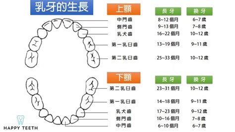 嘴巴牙齒|瞭解牙齒的各部分構造和功能